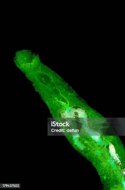 Zwierzę Parasiteras Schistosome Flukes Krwi - zdjęcia stockowe i więcej obrazów Biologia - Nauka - Biologia - Nauka, Choroba, DNA