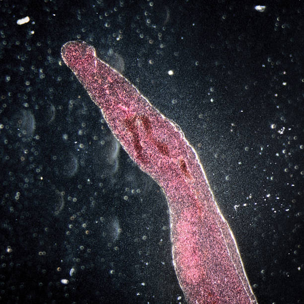 Macro photo of a parasitic schistosomes blood fluke stock photo