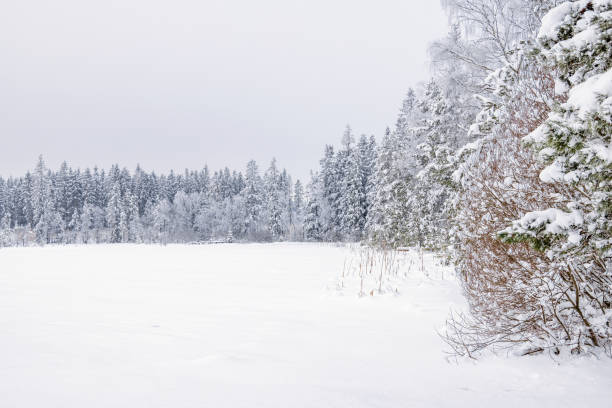 istock Conifer forest by a lake with snow in the wilderness 1794387678