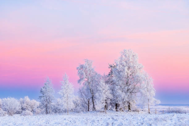 istock Frosty trees in a wintry landscape at dusk 1794389824