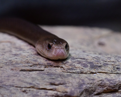 Inland taipan in the zoo