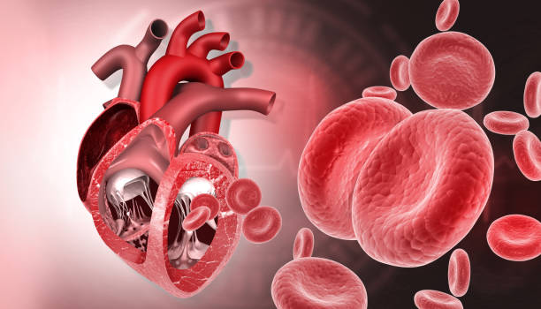 istock Human heart cross section antomy 1794393698