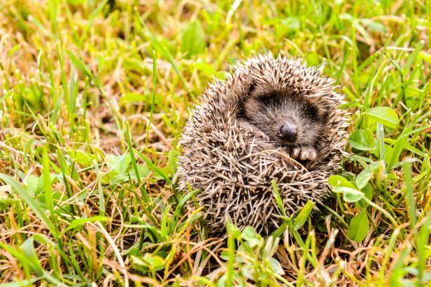 istock European Hedgehog Mammal Animal 1794405710
