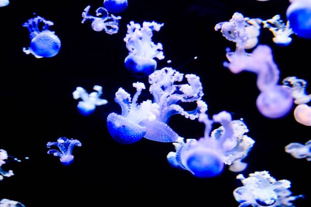 istock Jellyfish Dangerous Poisonous Medusa 1794406171