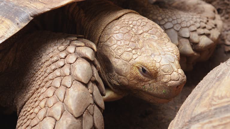 Turtle sits still and sunbathes.