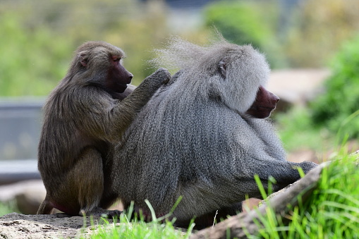 Baboons grooming each other in the zoo