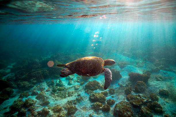 istock Sea turtle swimming underwater 179443227