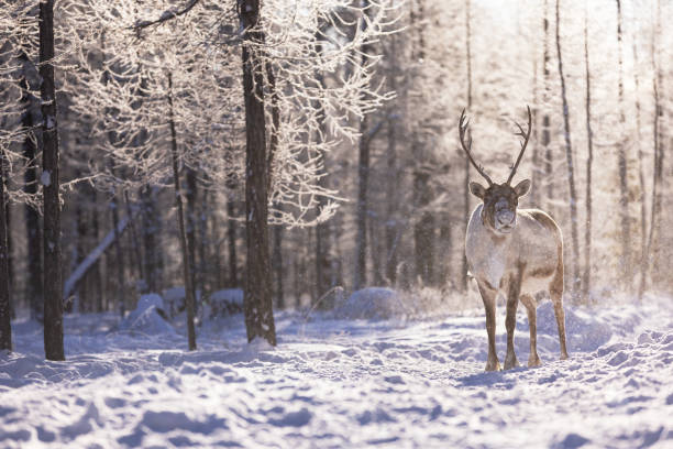 istock deer in winter snow 1794443102