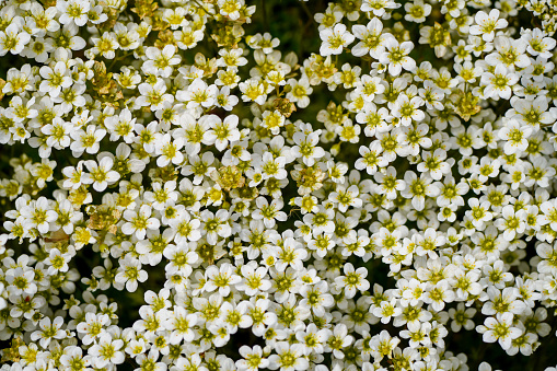 White saxifrage flowers. Flowering plant close-up. Saxifraga.