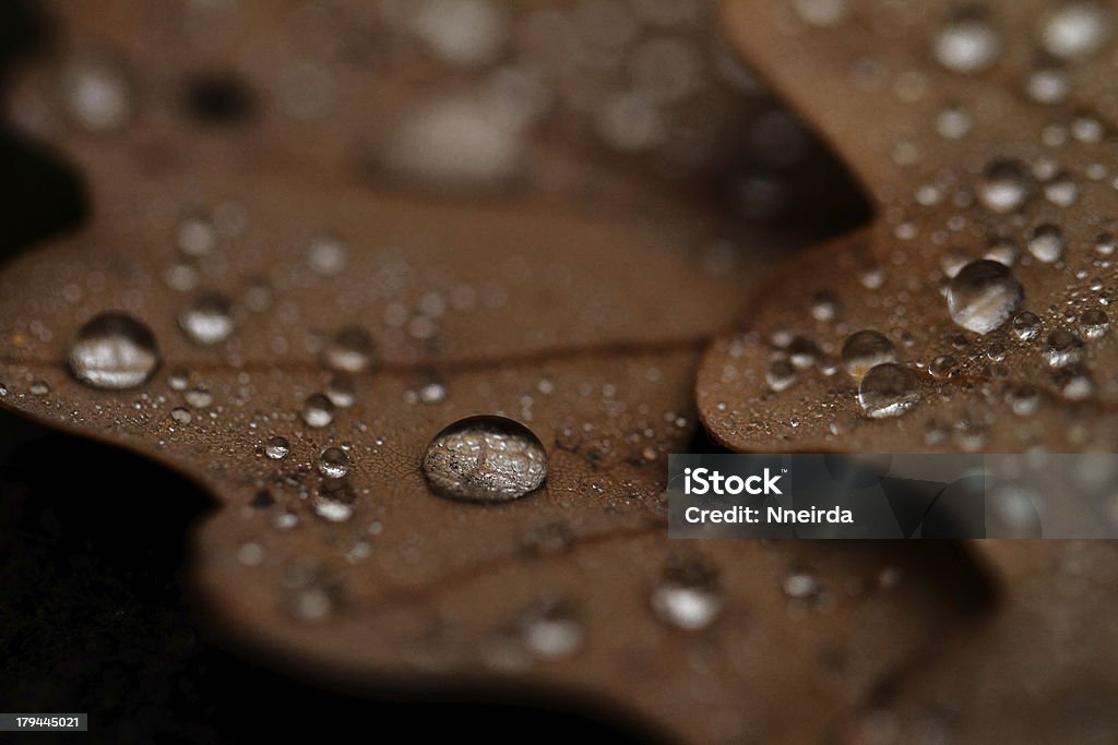 Fallen leaves 덮힘 raindrops 함께 - 로열티 프리 0명 스톡 사진