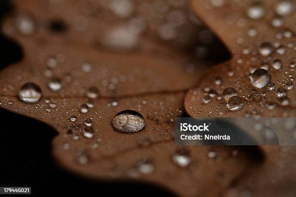 Упавшее Листья Покрытые Raindrops — стоковые фотографии и другие картинки Антиквариат - Антиквариат, Без людей, Влажный