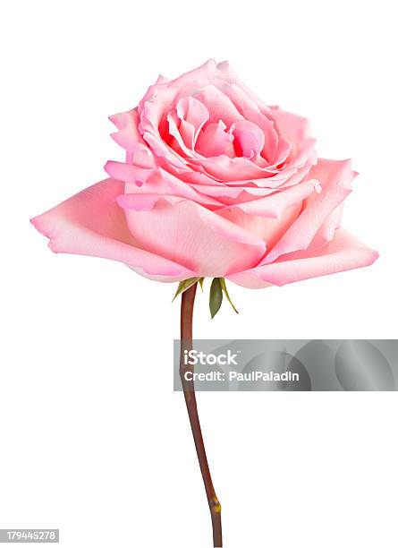 Pink Rose Foto de stock y más banco de imágenes de Una rosa - Una rosa, Fondo blanco, Rosa - Color