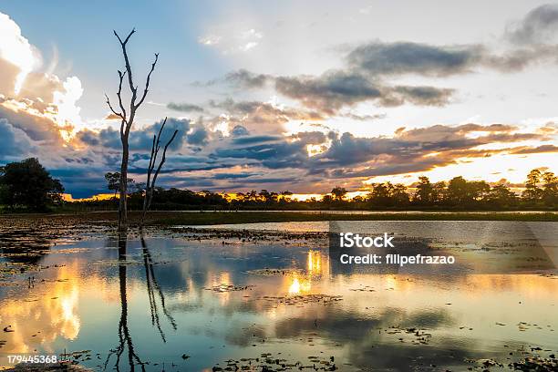 Foto de Colorido Pôr Do Sol Em Pantanal Brasil e mais fotos de stock de Lezíria - Lezíria, Pantanal, Amarelo