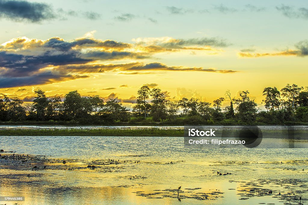 Colorido pôr do sol em Pantanal, Brasil - Foto de stock de Amarelo royalty-free