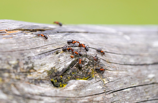Close-up of wood ants on old wood. Insects in natural surroundings. Formica.