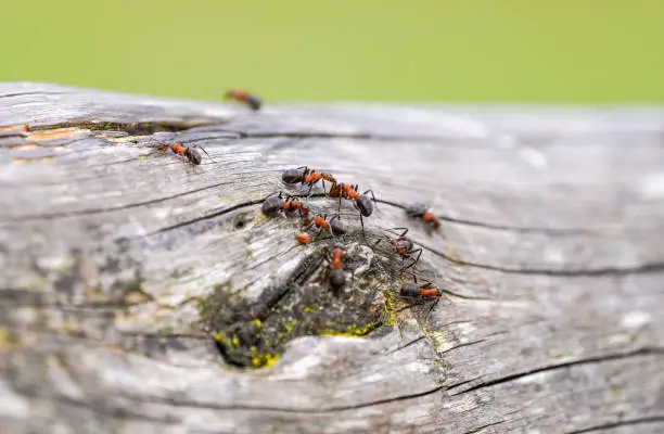 Photo of Close-up of wood ants on old wood. Insects in natural surroundings. Formica.