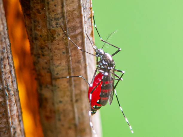 A mosquito full of blood in the abdomen. Close up of a mosquito full of blood in the abdomen. mosquito filled with blood stock pictures, royalty-free photos & images