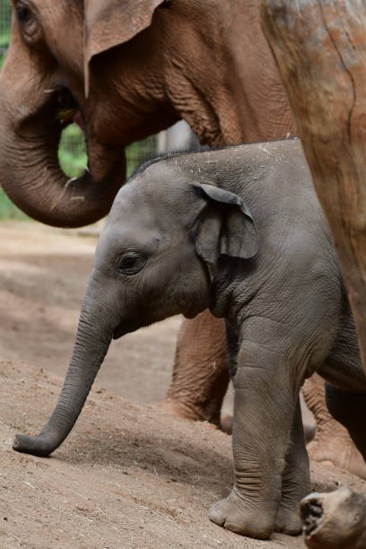 istock Elephant family 1794462783