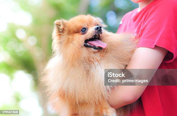 Descontrair Cachorrinho - Fotografias de stock e mais imagens de Agressão - Agressão, Ameaça, Animal