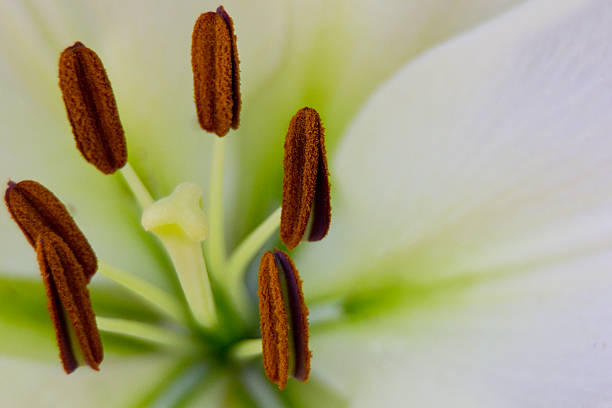 istock Macro of Flower 179448668