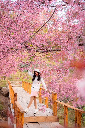 Holiday trip for Thai girls in Sakura Park (wild himalayan cherry) View of mountains, sky and cherry blossoms that are in full bloom. flower Background concept. Thailand. Asia