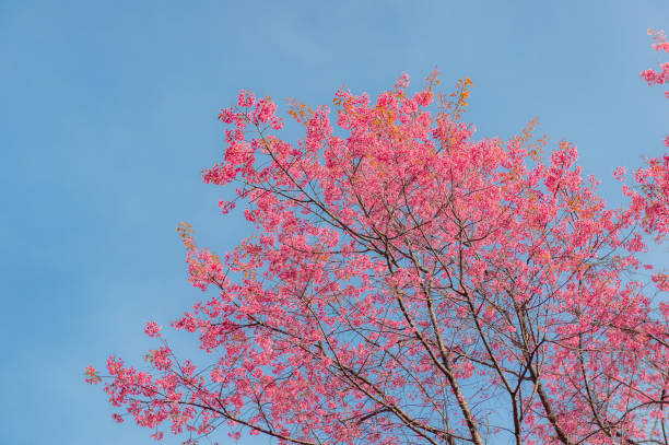 istock sakura flower and landscape 1794493207