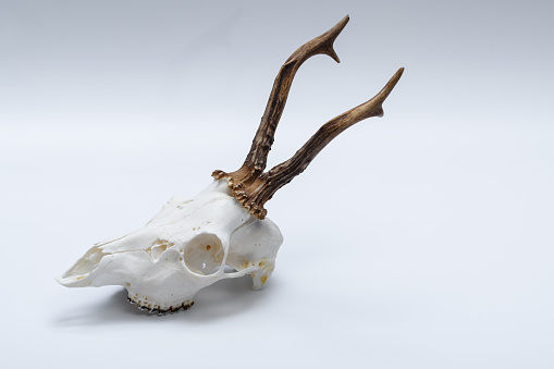 A goat skull with antlers and visible teeth, a hunting trophy