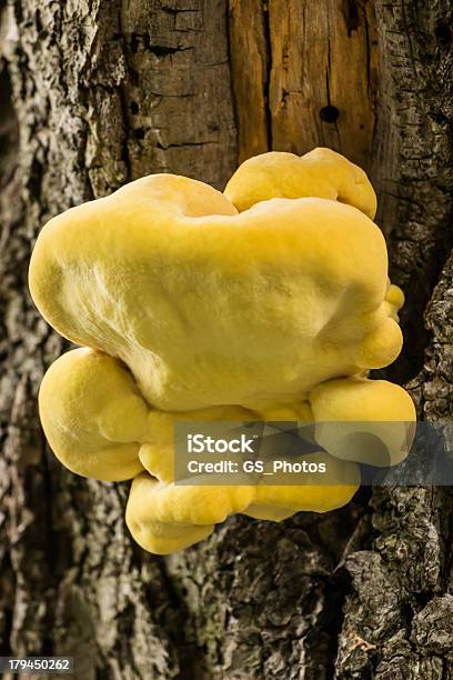ツリー菌 - キノコのかさのストックフォトや画像を多数ご用意 - キノコのかさ, クローズアップ, プラムの木