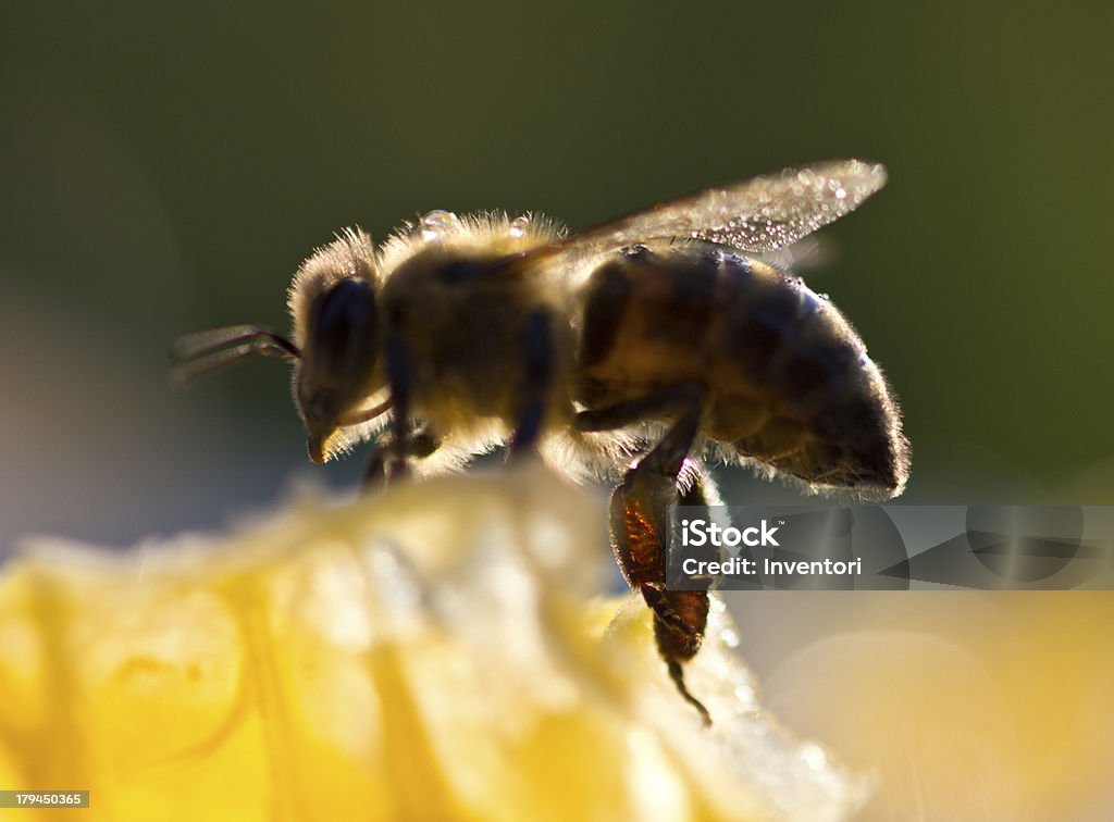 Bees Lisciarsi le piume - Foto stock royalty-free di Addome