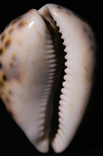 Close up of Cypraea tigris seashell on black background.