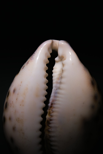 Close up of Cypraea tigris seashell on black background.