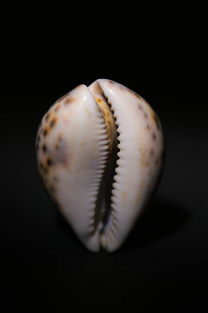 istock Cypraea tigris seashell on black background 1794505971