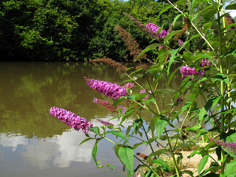 Flowers of the invasive plant summer lilac (Buddleja davidii), a species native to China and Japan