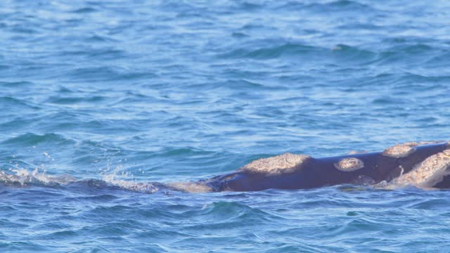 Right Whale surfaces with head up and then spurts water from the blowhole with lot of barnacles on the face