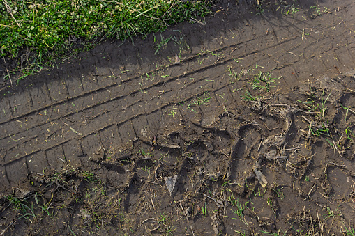 Traces of a tractor in the mud in a wet meadow.