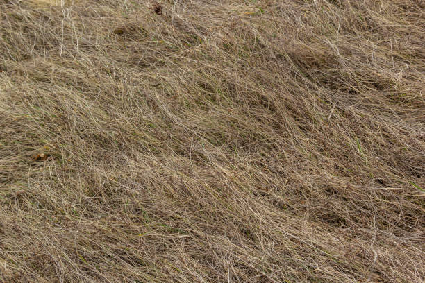 istock texture of dry grass from top view 1794516457