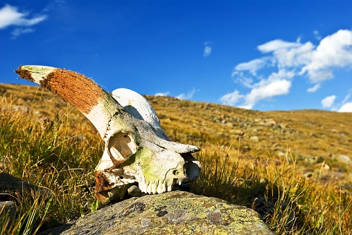 skull in the grass