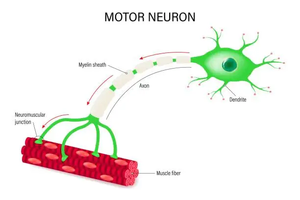 Vector illustration of Motor neuron and muscle cell structure. Neuromuscular junction. Close-up of neuron anatomy.