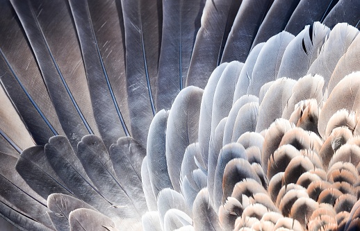 Extreme close-up of a white feather on a blue background.