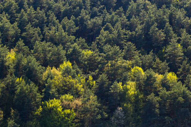 istock Aerial top view forest tree, Rainforest ecosystem and healthy environment concept and background, Texture of green tree forest view from above 1794525151