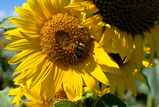 sunflower and bee stock photo