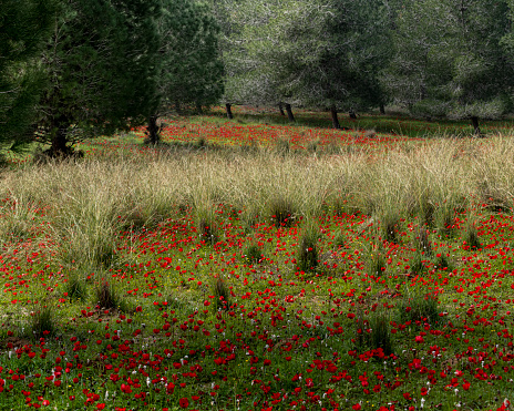 A field of red, spring anemone wildflowers on he outskirts of an evergreen forest in southern Israel.