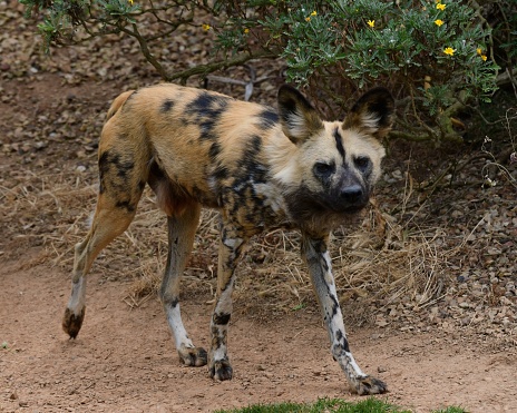 Wild dog in the zoo