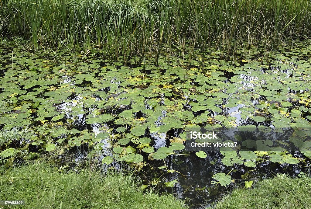 estanque - Foto de stock de Agua libre de derechos