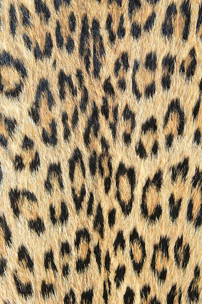 istock Leopard skin and Background from Africa 179453897