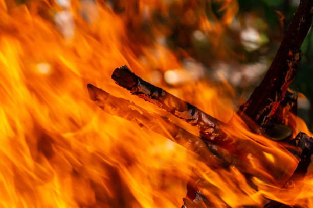 Flame of charcoal fire. Hearth for cooking and heating. Danger in forest.