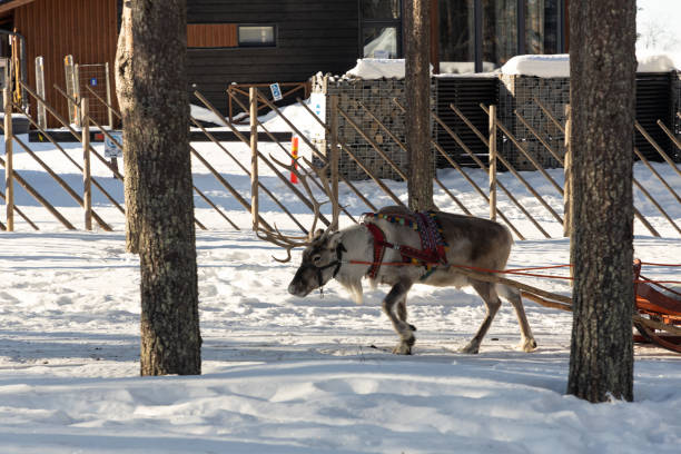 istock Reindeer pulling sleigh in the snow. View of reindeer pulling sleigh in the winter. 1794546858