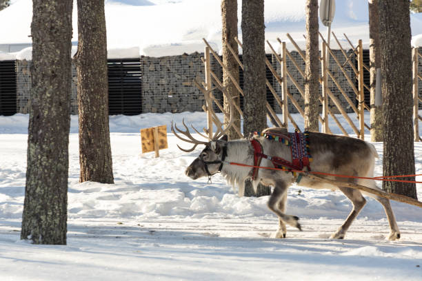 istock Reindeer pulling sleigh in the snow. View of reindeer pulling sleigh in the winter. 1794547106