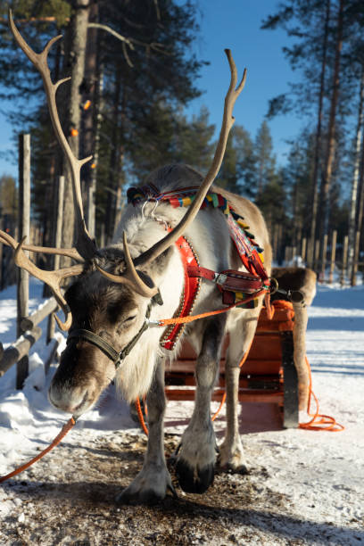 istock Reindeer pulling sleigh in the snow. View of reindeer pulling sleigh in the winter. 1794547390