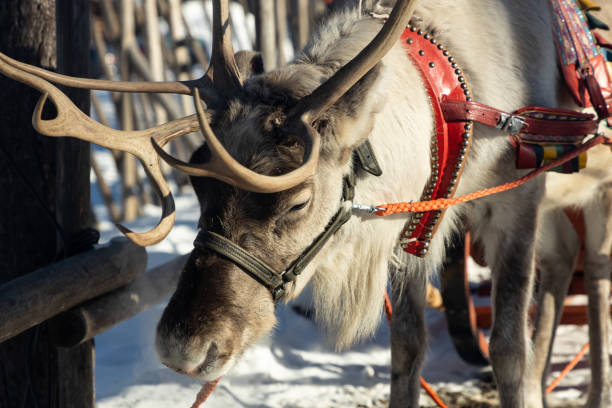 istock Reindeer pulling sleigh in the snow. View of reindeer pulling sleigh in the winter. 1794547393